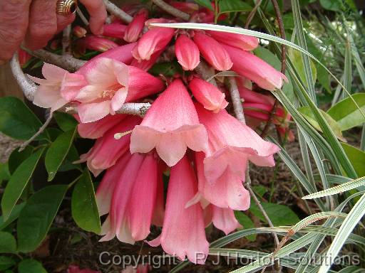 Fraser island creeper (Tecomanthe hillii) 